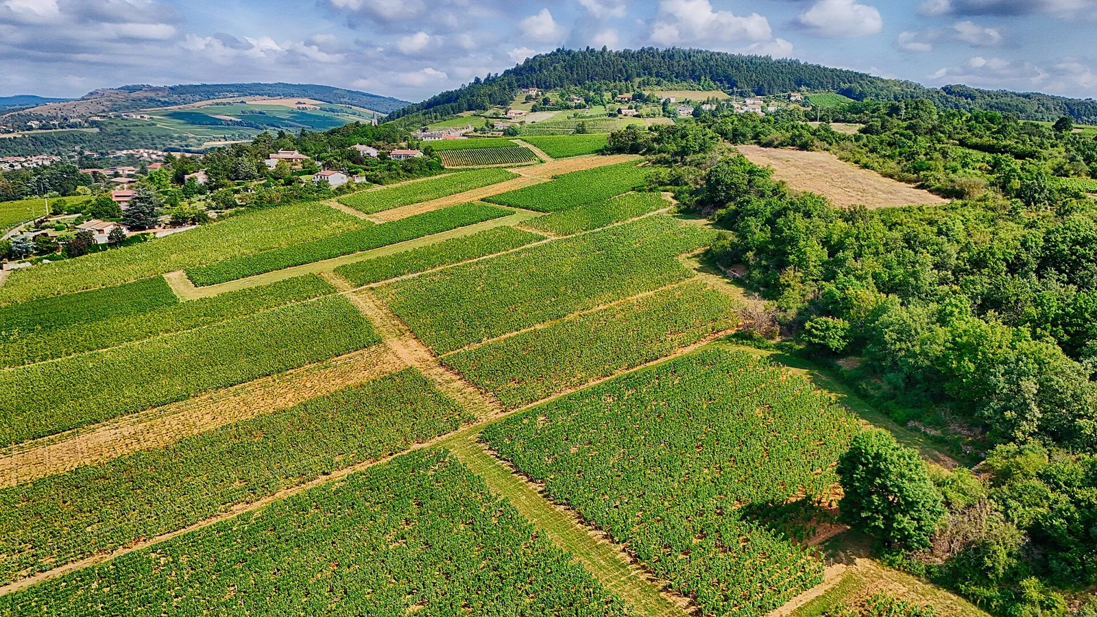 Vineyards in France